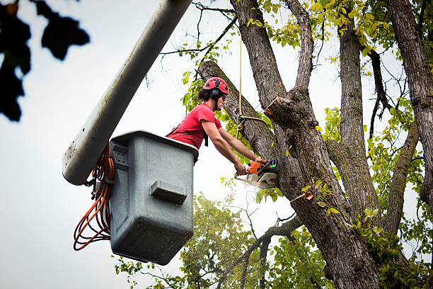 Reliable Mastic Beach, NY Tree Services Solutions